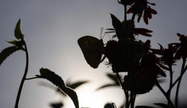 Photos: Butterfly Pavilion nets wide-eyed visitors
