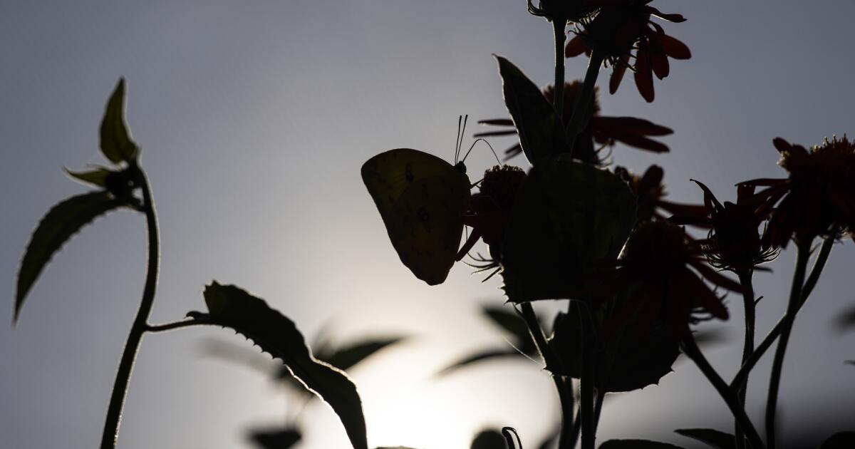 Photos: Butterfly Pavilion nets wide-eyed visitors