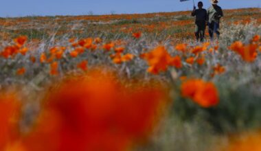 Where to find wildflowers near and around Los Angeles
