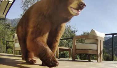 Backlash after officials kill SoCal mama bear: 'Blondie didn’t deserve to die!'