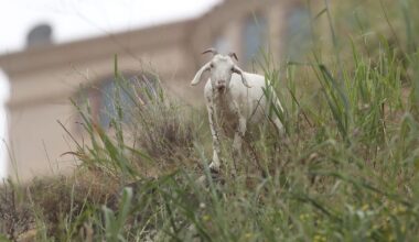 Laguna Beach approves new contractor for goat grazing program