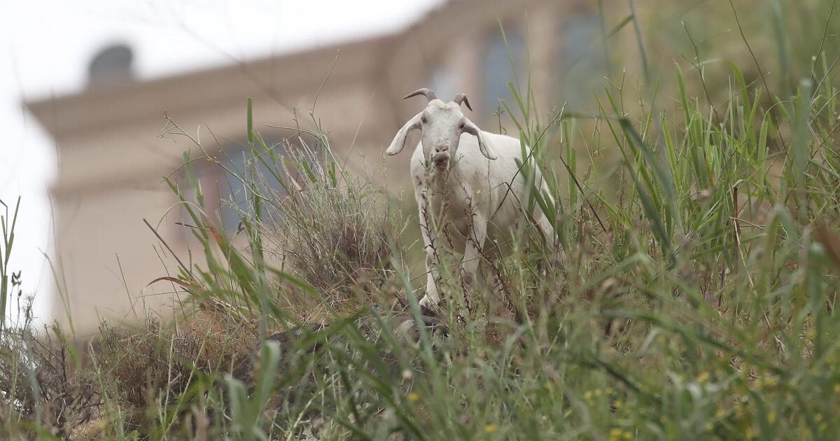 Laguna Beach approves new contractor for goat grazing program