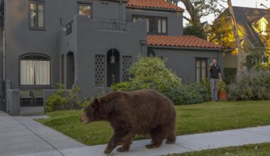 Bear swipes woman walking dog in Monrovia; incident reported as ‘unusual’