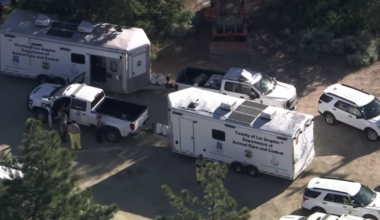 Hundreds of dogs and cats rescued in largest L.A. County animal enforcement operation ever