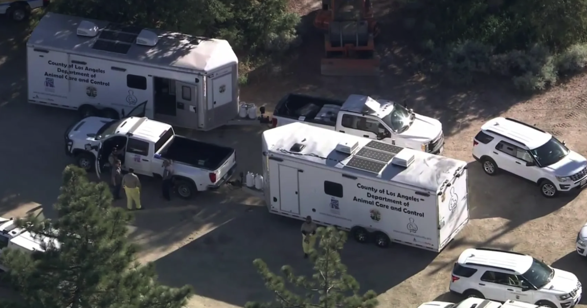 Hundreds of dogs and cats rescued in largest L.A. County animal enforcement operation ever