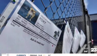 Meet adoptable dogs at Kern County Animal Services