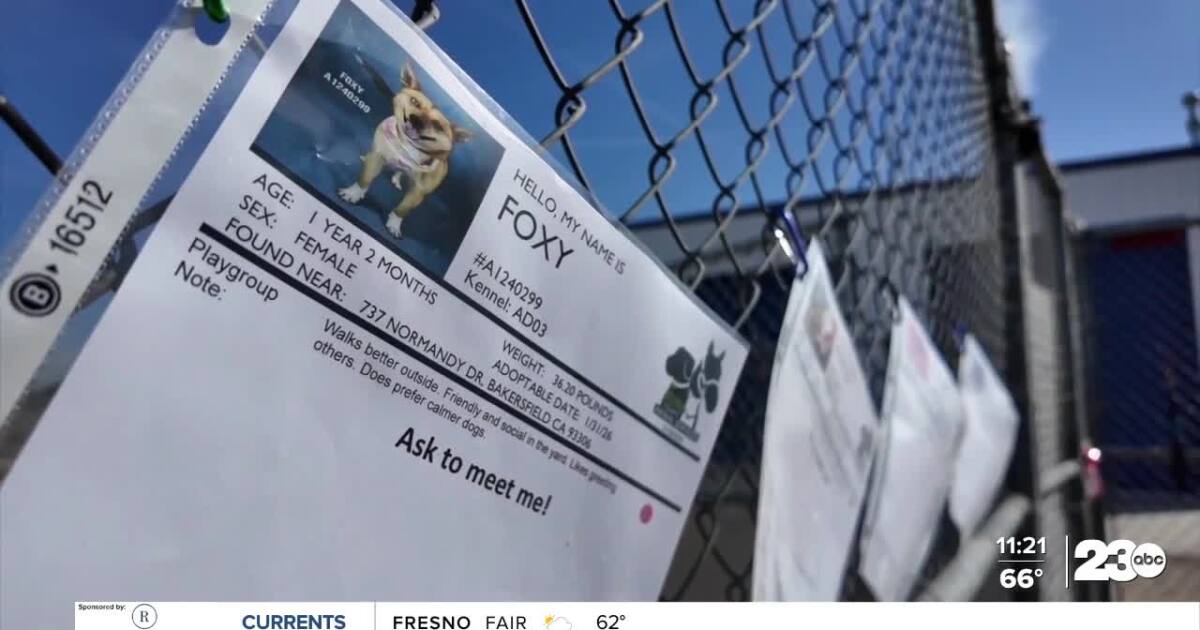 Meet adoptable dogs at Kern County Animal Services