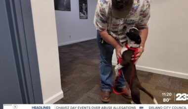 Meet Cookie from Bakersfield Animal Care Center