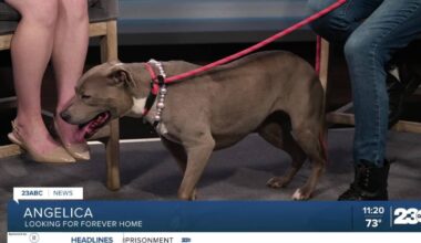 Meet Angelica from OceanRay Rescue