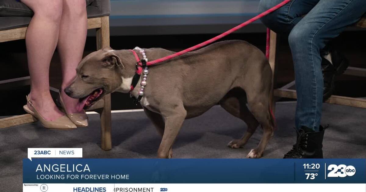 Meet Angelica from OceanRay Rescue