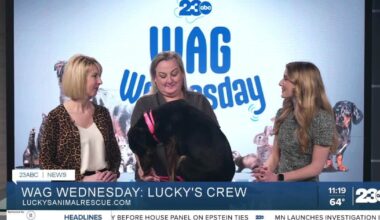 Meet Valkyrie from Lucky's Crew Animal Rescue