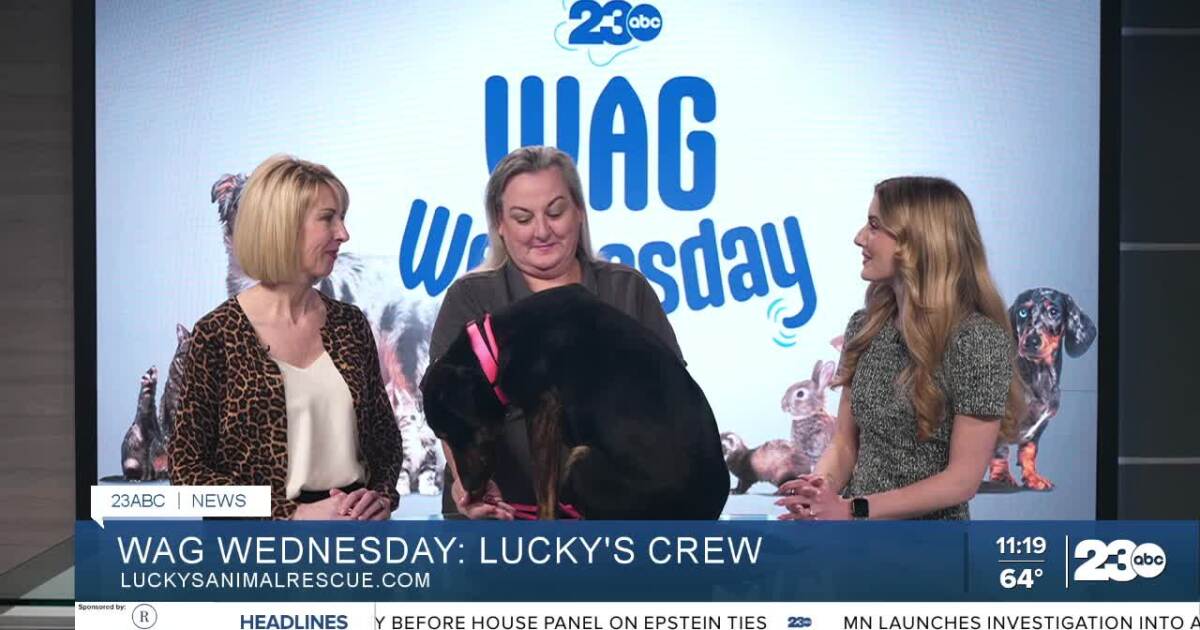 Meet Valkyrie from Lucky's Crew Animal Rescue