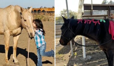 Lodi woman pleads for safe return of two missing horses