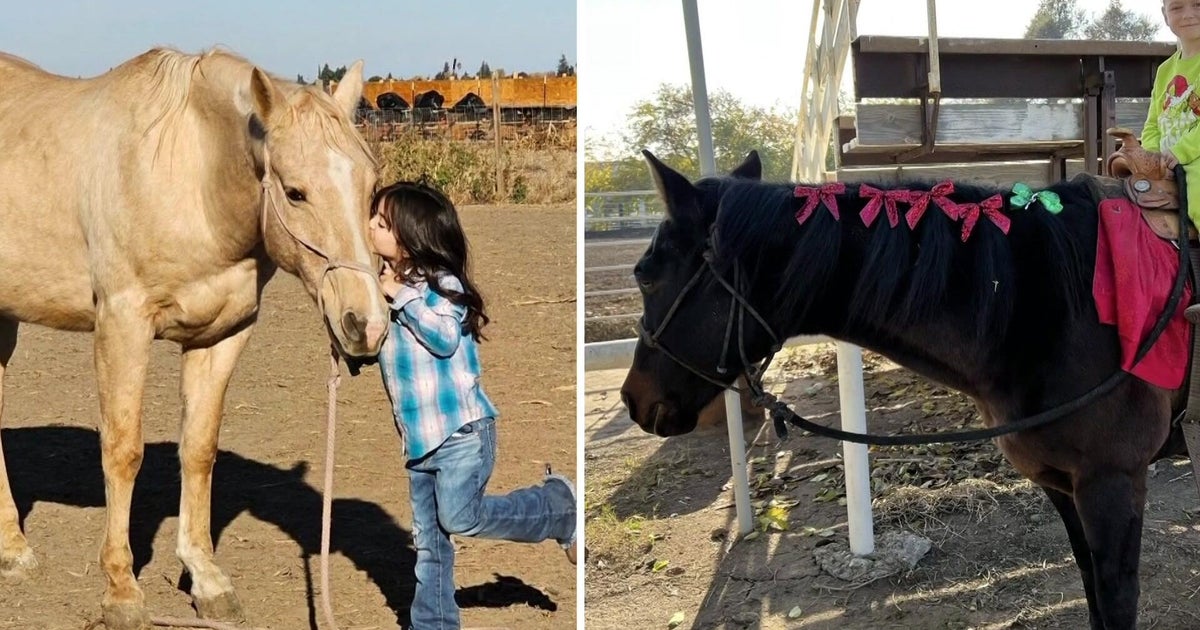 Lodi woman pleads for safe return of two missing horses