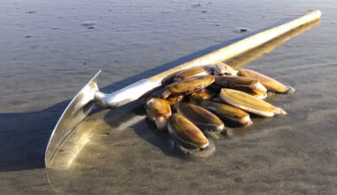 Washington Coast Clam Digs Given Green Light in March