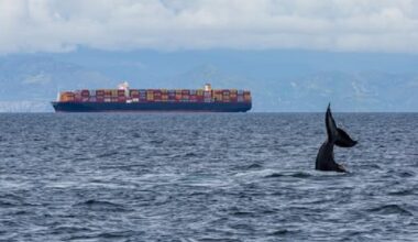 Port of Oakland Recognized for Effort to Protect Whales and the Environment 