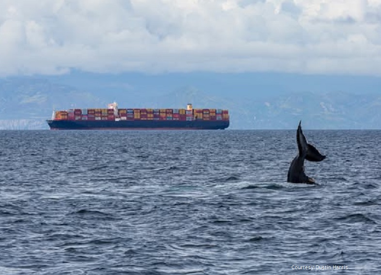 Port of Oakland Recognized for Effort to Protect Whales and the Environment 