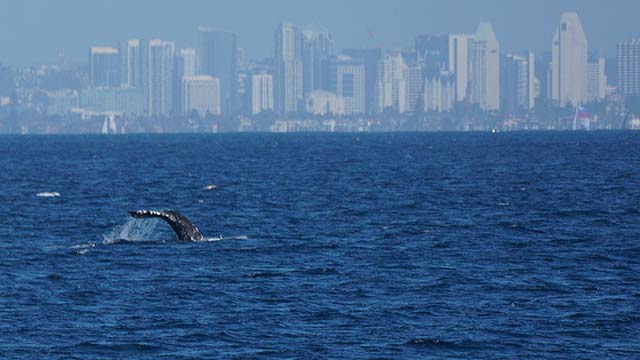A whale tale amid an ocean of blue water, with a blurred downtown cityscape filled with skyscrapers in the distance