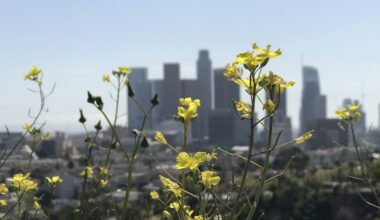 Wildflowers overlooking DTLA.