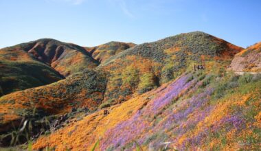 10 Best Places To See Wildflowers in California for Spring Blooms