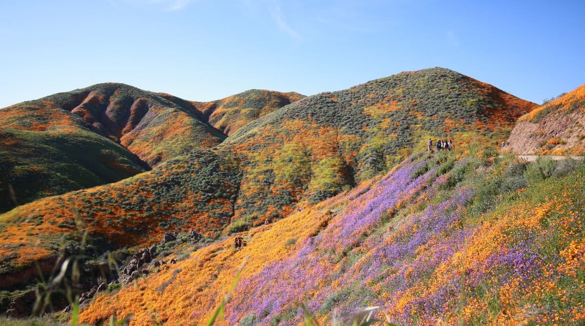 10 Best Places To See Wildflowers in California for Spring Blooms