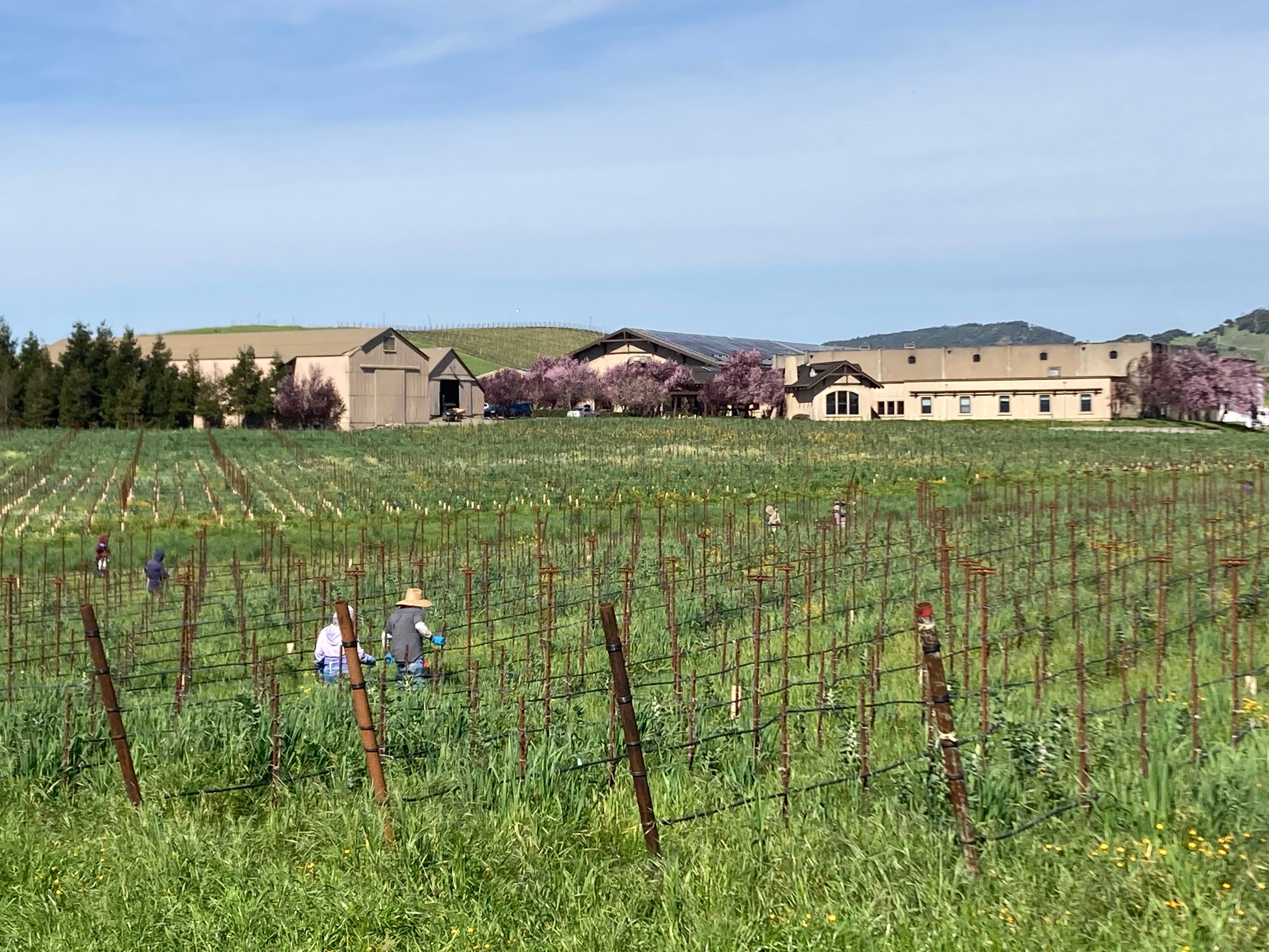 Locals said the Carneros Hills facility may still be harvesting grapes from the attached vineyards, or potentially hiring out those fields to other companies