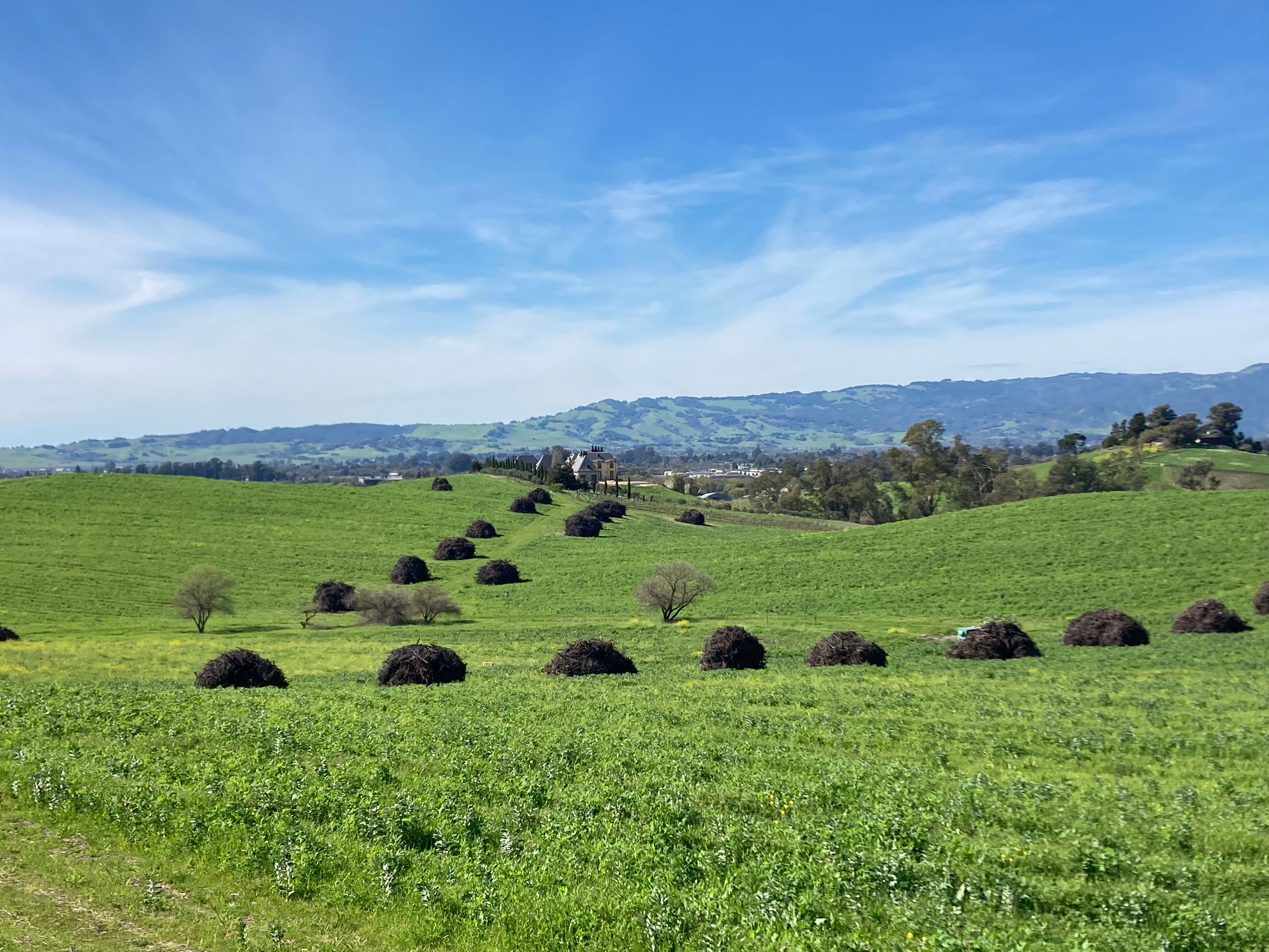 Piles of ripped-up vines await disposal by fire in a field off Highway 12 in Sonoma County. Vineyards generally must be torn up and replanted every few decades to remain productive, but it is extremely unusual for so many growers to be doing it at the same time