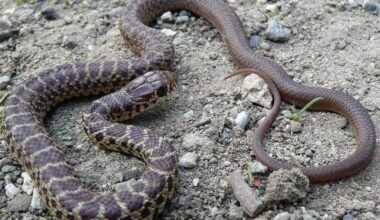 Rattlesnake bite kills California cyclist: safety tips