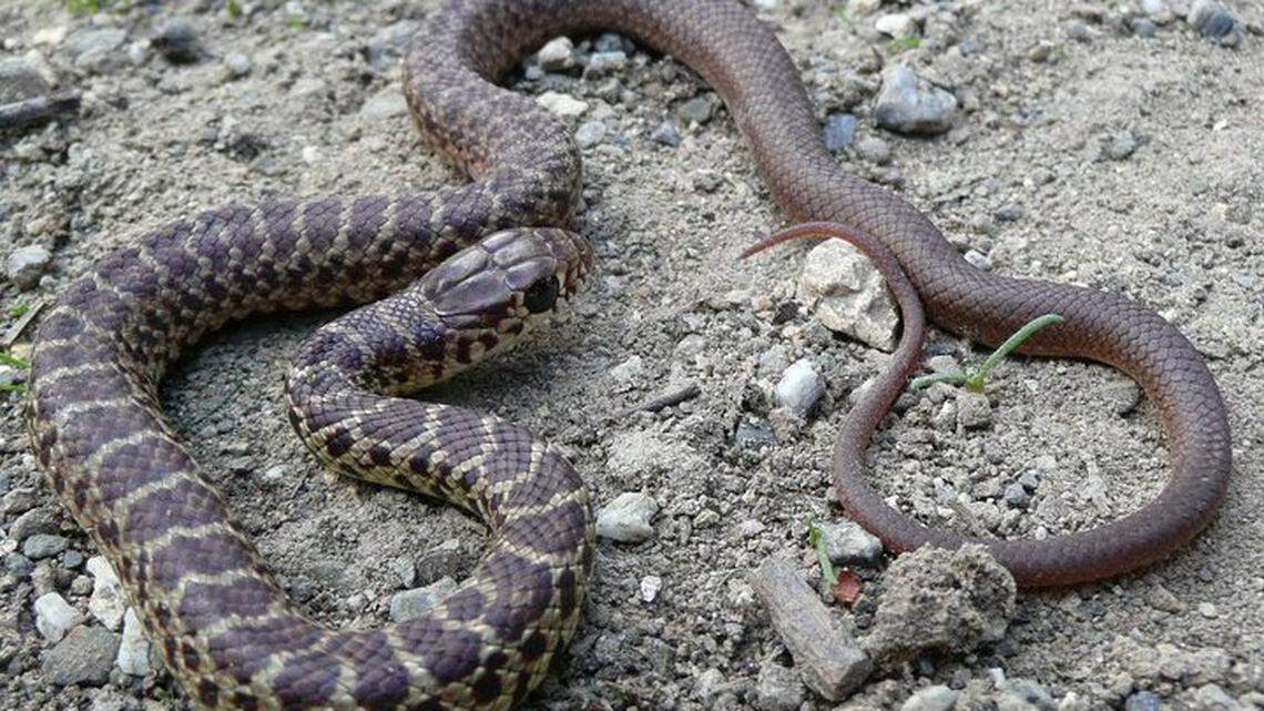 Rattlesnake bite kills California cyclist: safety tips