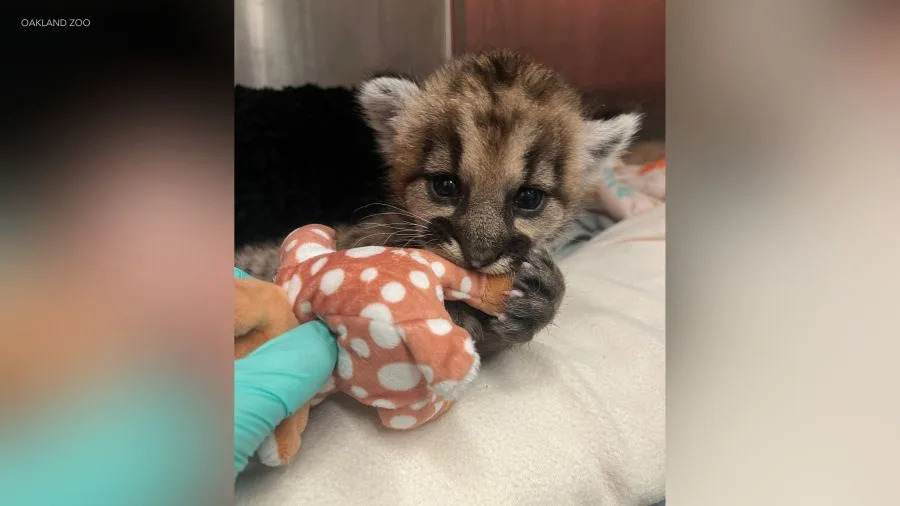 Three-week-old rescued mountain lion cub being bottle-fed and treated by veterinary staff at Oakland Zoo.