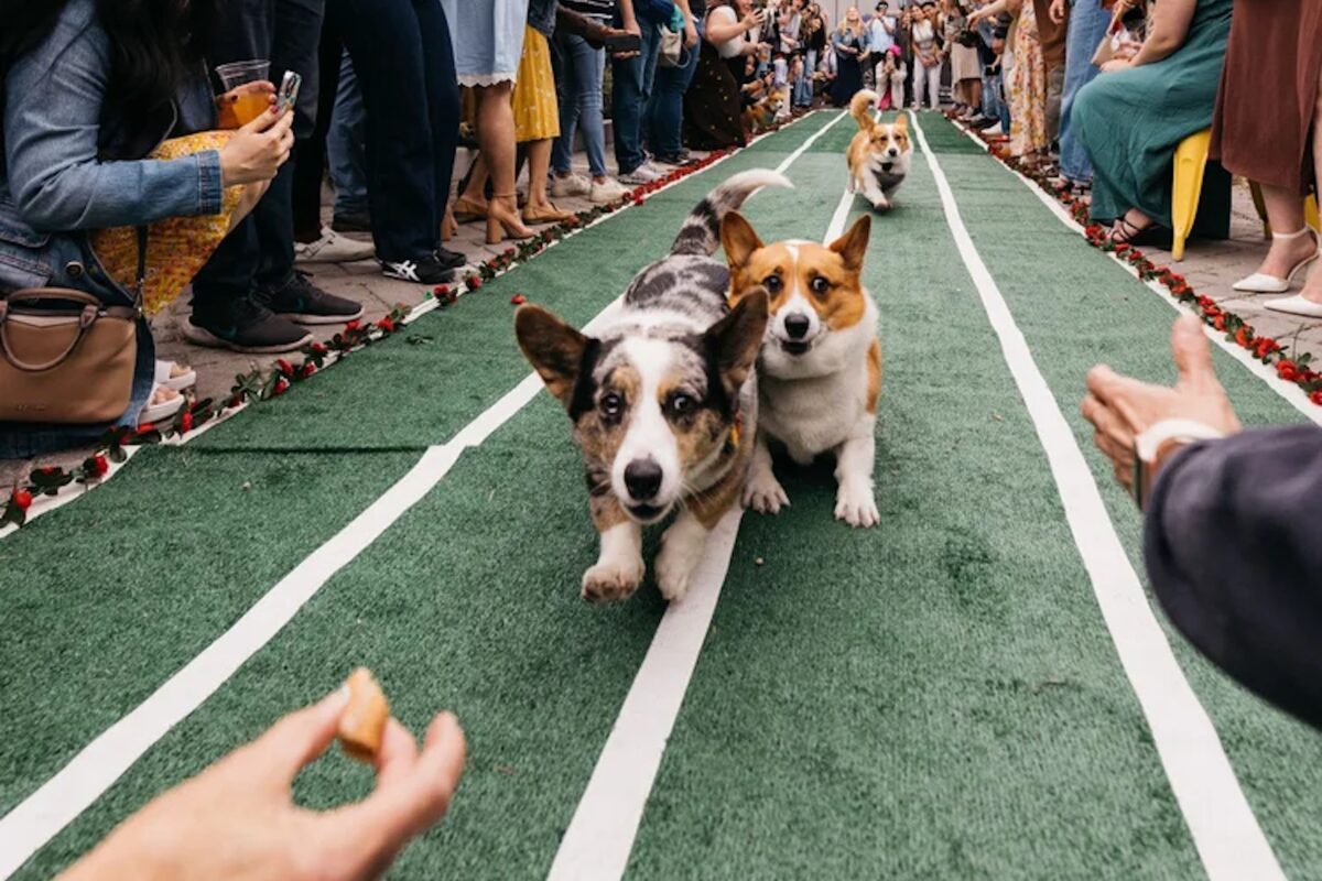 Corgi Derby Day at Benny Boy Brewing