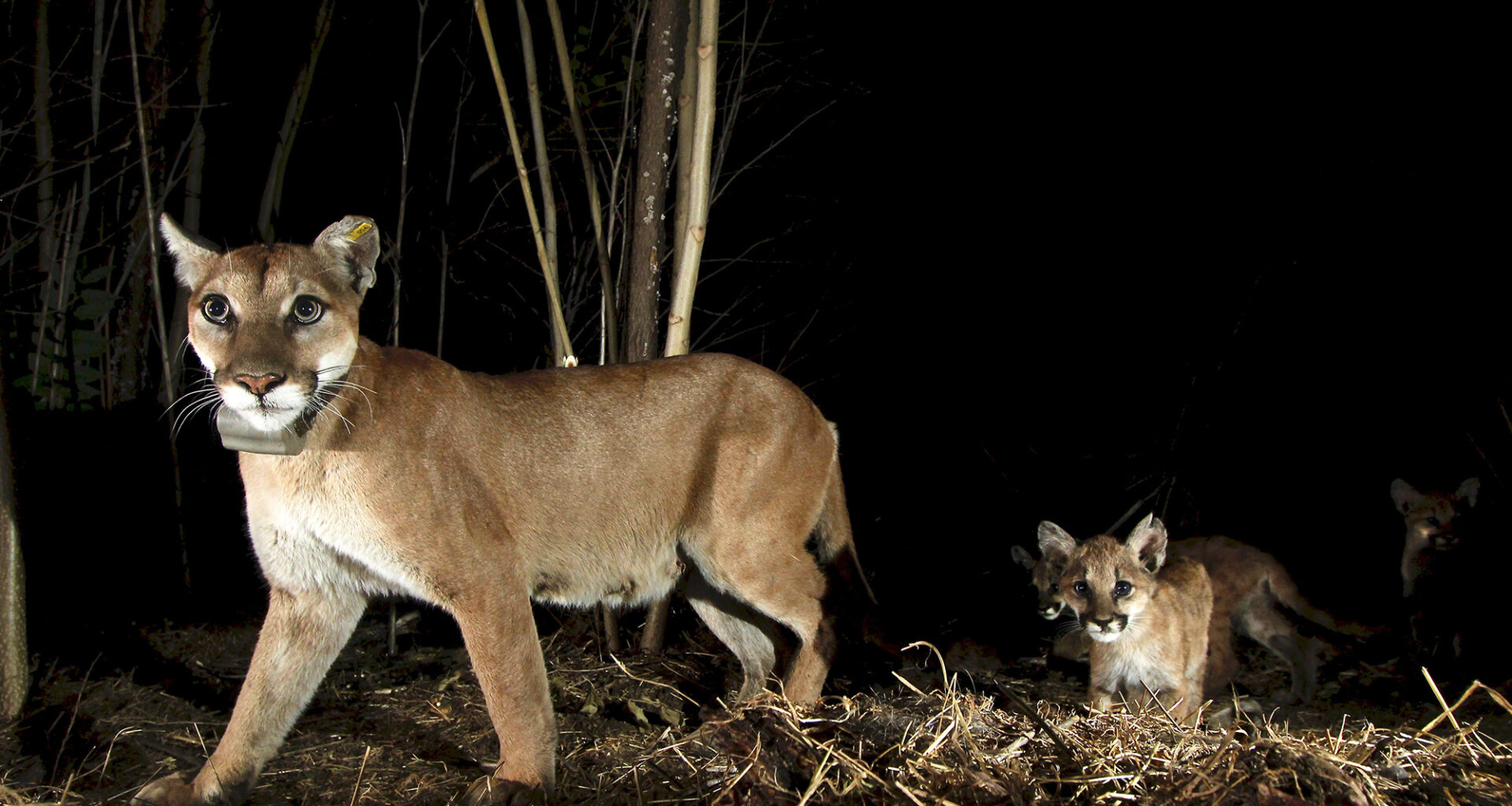 California saves pumas but US doesn't save their homes