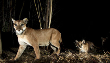 California saves pumas but US doesn't save their homes