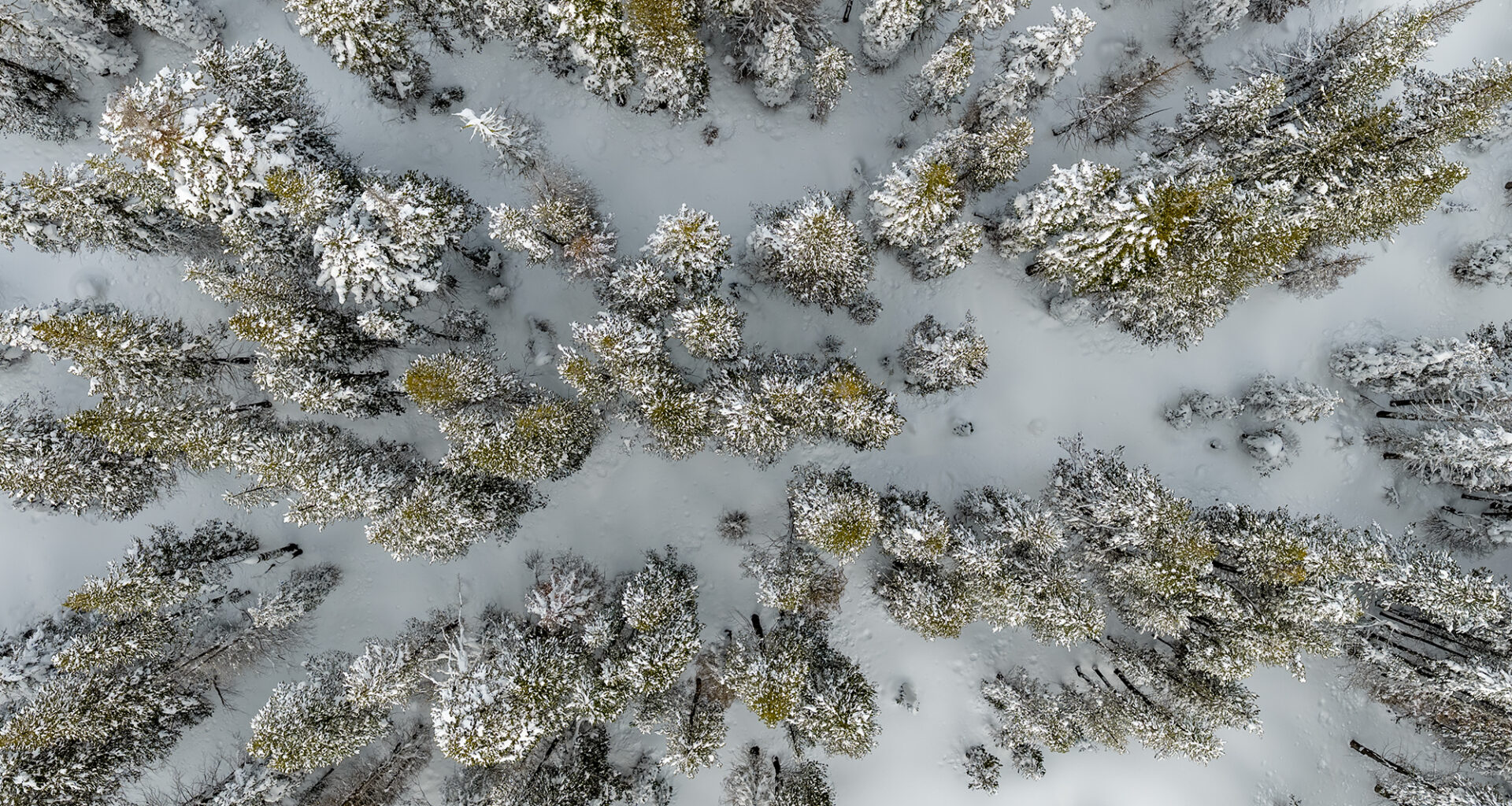 California’s dire snowpack signals early fire season