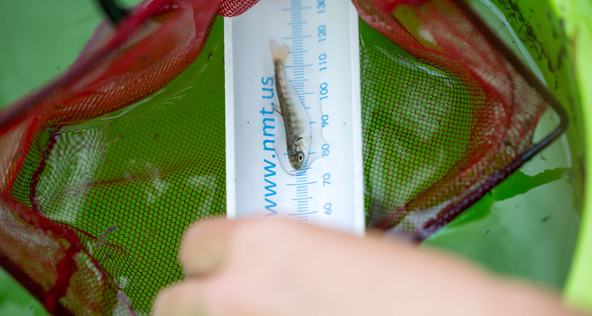 California ends funding for endangered salmon restoration