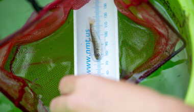 California ends funding for endangered salmon restoration