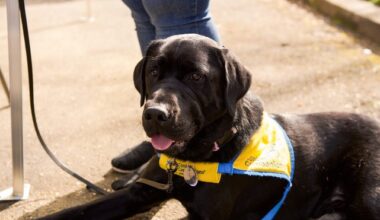 Meet working dogs at the Sacramento Children's Museum's annual event