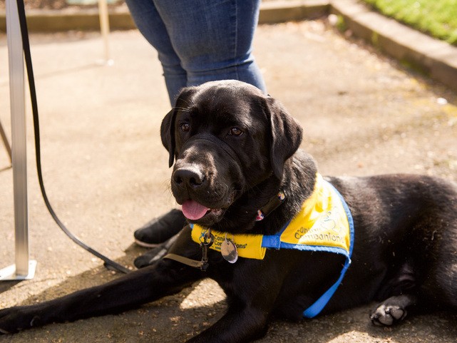 Meet working dogs at the Sacramento Children's Museum's annual event