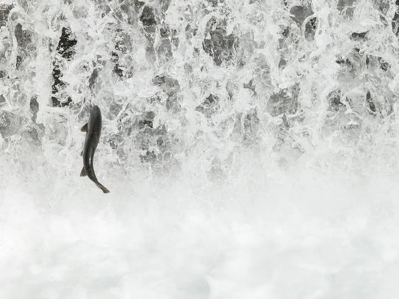 Fall-run Chinook salmon migrate and spawn in the Feather River near state infrastructure and the Feather River Fish Hatchery in Oroville, on Oct. 28, 2024. Fall-run Chinook salmon migrate and spawn in the Feather River near state infrastructure and the Feather River Fish Hatchery in Oroville, on Oct. 28, 2024.