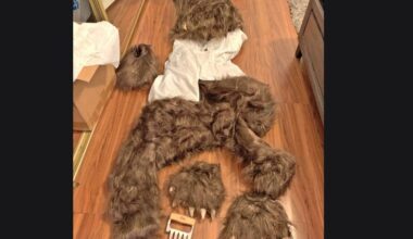 California bear-suit luxury car scam ends in insurance fraud sentences for 3