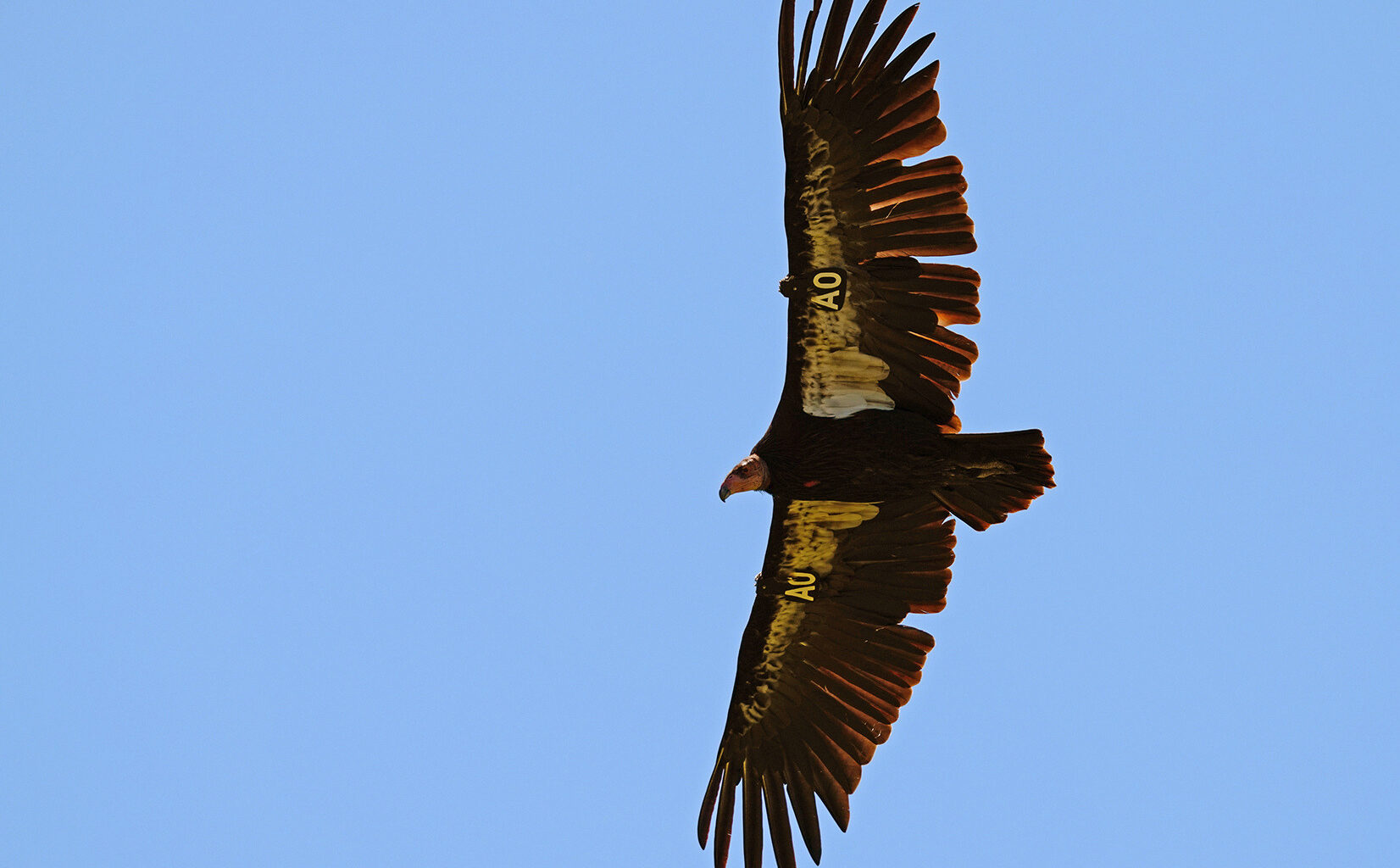 First Northern California condor egg laid in more than a century ‘appears to be unsuccessful’