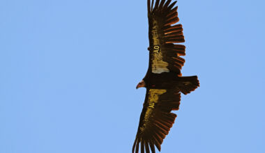 First Northern California condor egg laid in more than a century ‘appears to be unsuccessful’