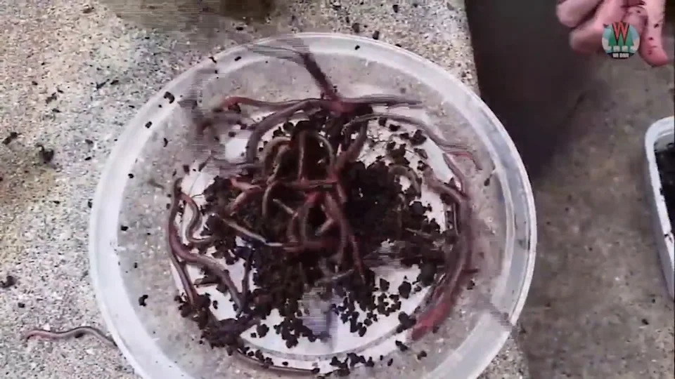 Agriculture authorities are sounding the alarm over the Asian jumping worm, a highly invasive species that’s already been spotted in multiple states, including the Golden State. FOX 2 St. Louis