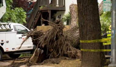 Tree falls and hits home in California neighborhood