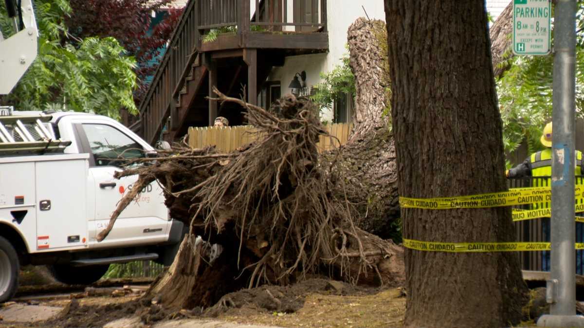 Tree falls and hits home in California neighborhood