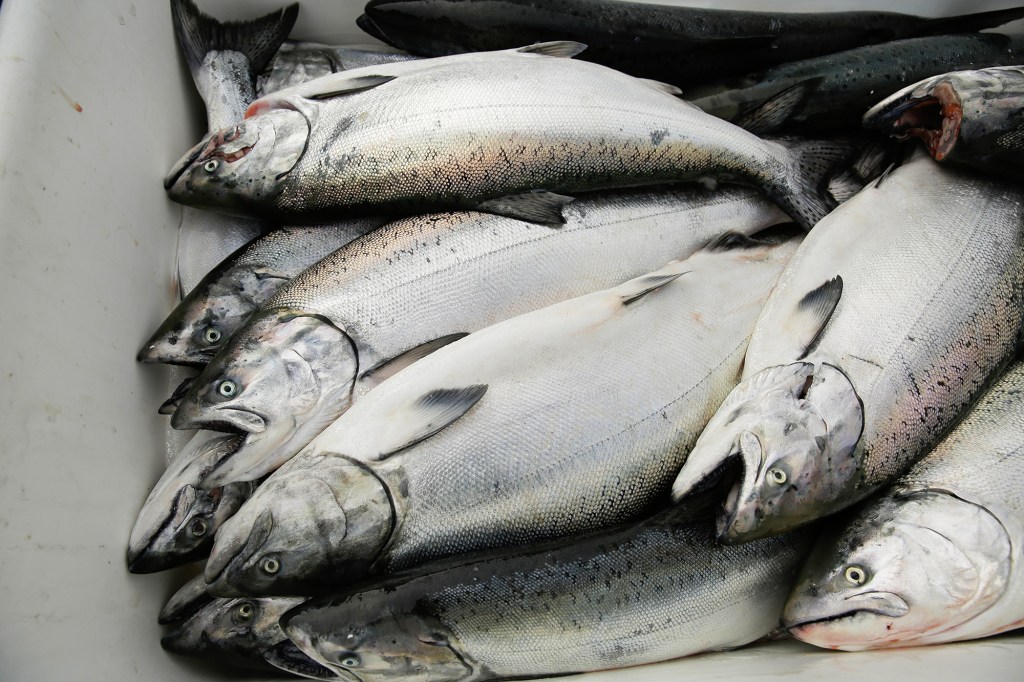 A pile of large salmon lies stacked inside a white container, their silvery bodies overlapping. Several fish have open mouths and visible gills, with dark speckling along their backs and lighter undersides. The tightly packed arrangement emphasizes the volume of the catch.
