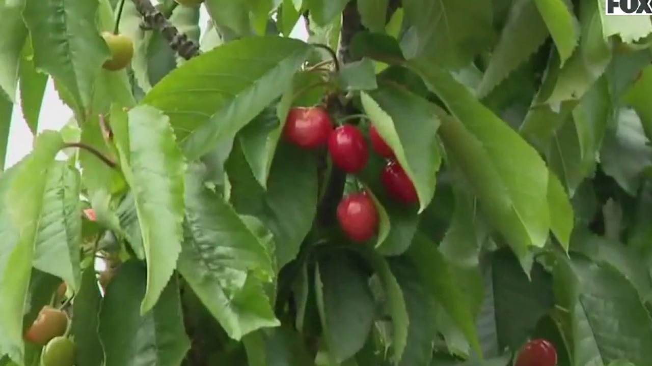 Cherry crops in South Bay diminished because of warm weather 