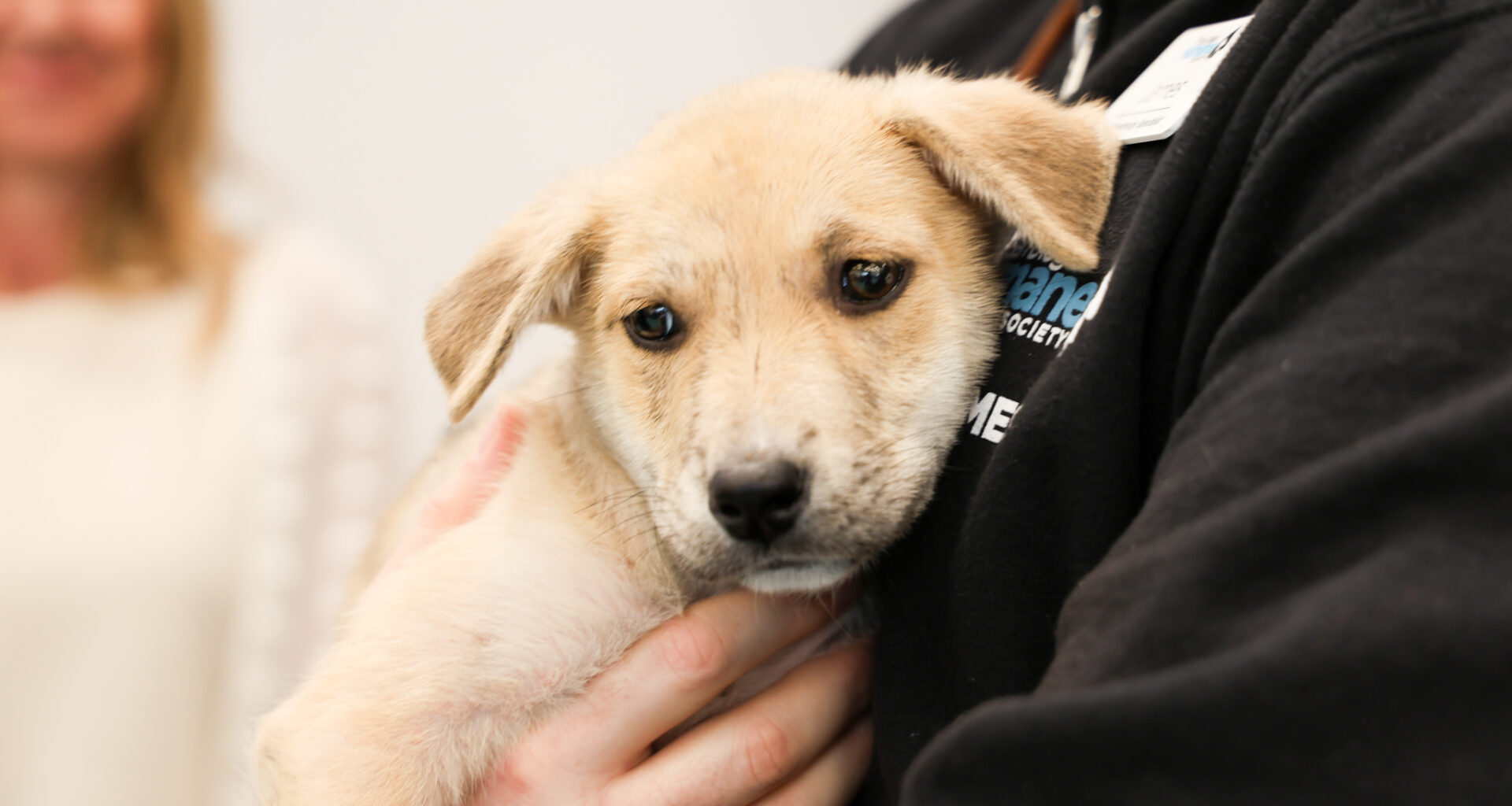 Humane Society extending summer adoption hours to address overcrowding