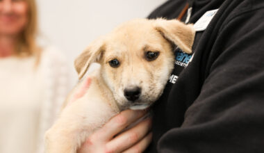 Humane Society extending summer adoption hours to address overcrowding