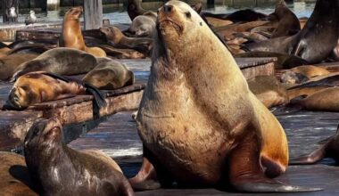 Massive sea lion is social media sensation at Pier 39